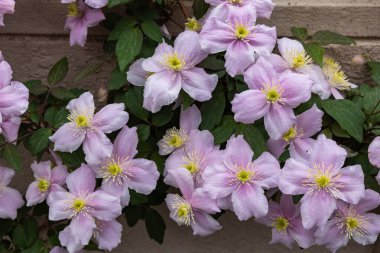 Beautiful pink Clematis maylene in the garden.