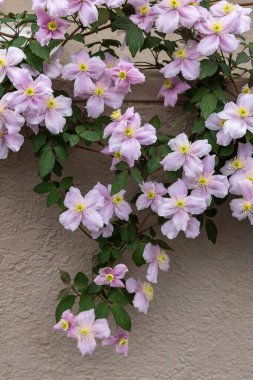 Beautiful pink Clematis maylene in the garden.