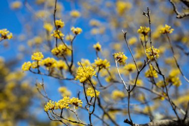 Yellow shan zhu yu flowers that bloom in early spring. clipart
