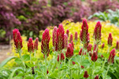 Crimson clover flowers blooming in the spring garden.