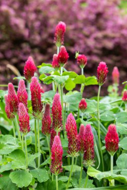 Crimson clover flowers blooming in the spring garden.