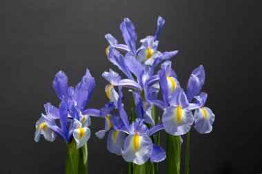 Dutch iris flowers that bloom neatly and beautifully against a black background.