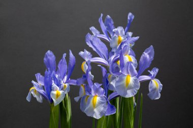 Dutch iris flowers that bloom neatly and beautifully against a black background.