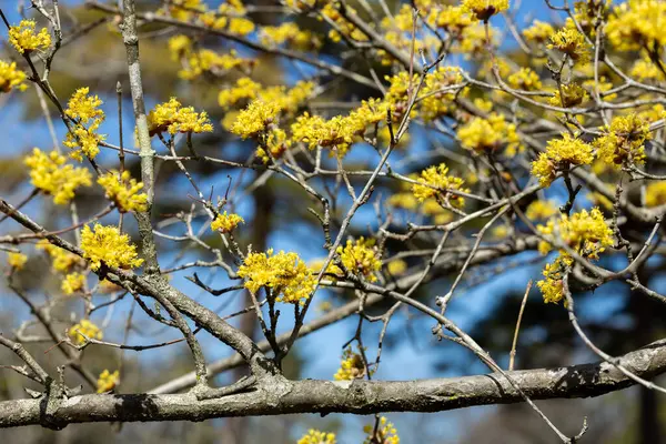 stock image Yellow shan zhu yu flowers that bloom in early spring.