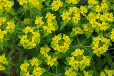 Euphorbiaceae flowers blooming beautifully in the garden.