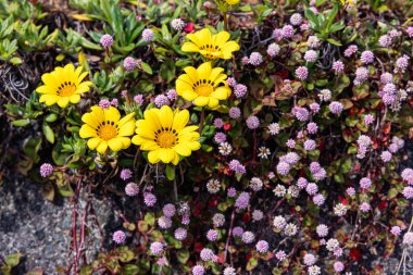 Gazania and Pink head knotweed flowers blooming in the garden.
