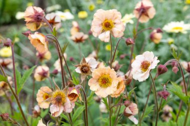 Geum Mai Tai flowers blooming neatly in the garden. clipart