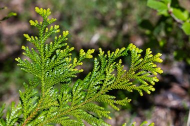 Close-up of beautiful hiba arborvitae leaves in forest park.