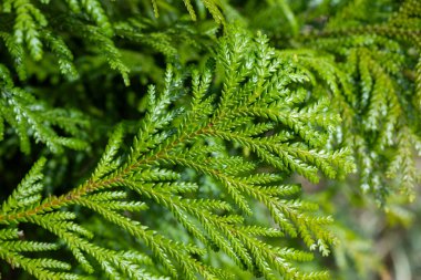 Close-up of beautiful hiba arborvitae leaves in forest park.