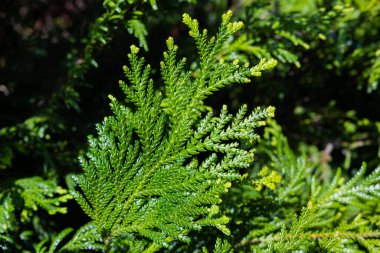 Close-up of beautiful hiba arborvitae leaves in forest park.