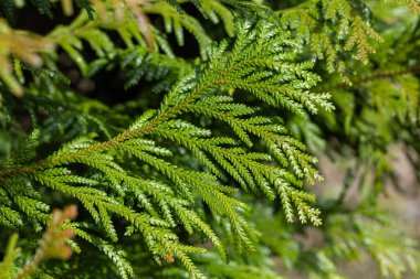 Close-up of beautiful hiba arborvitae leaves in forest park.