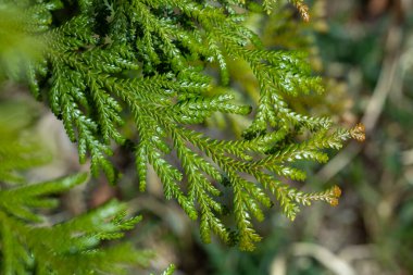 Close-up of beautiful hiba arborvitae leaves in forest park. clipart