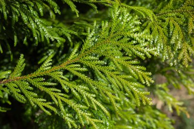 Close-up of beautiful hiba arborvitae leaves in forest park.