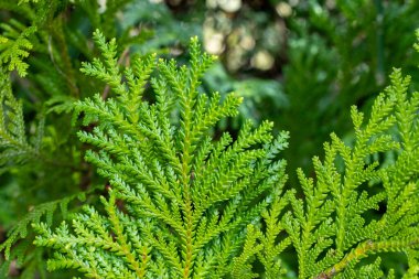 Close-up of beautiful hiba arborvitae leaves in forest park.