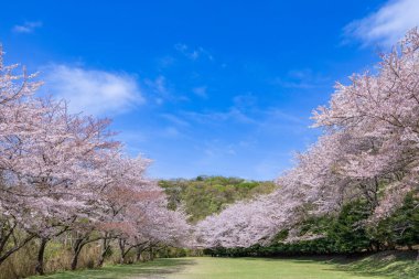 Cherry blossoms on the cross-country course on the plateau of Inatori, Izu.