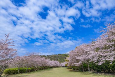 Cherry blossoms on the cross-country course on the plateau of Inatori, Izu.