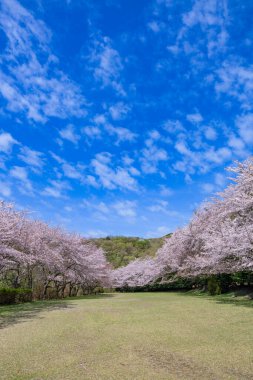 Cherry blossoms on the cross-country course on the plateau of Inatori, Izu.