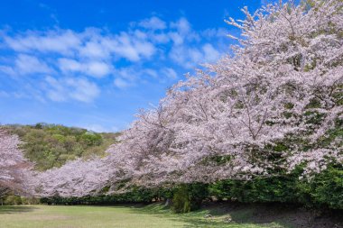 Cherry blossoms on the cross-country course on the plateau of Inatori, Izu.