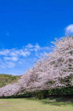Cherry blossoms on the cross-country course on the plateau of Inatori, Izu.