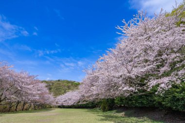 Cherry blossoms on the cross-country course on the plateau of Inatori, Izu.