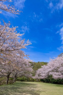 Cherry blossoms on the cross-country course on the plateau of Inatori, Izu.