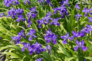 Güzel iris sanginea kümeleri yazın başlarında bahçede çiçek açıyor..