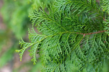 Ormandaki güzel Japon selvi yaprağı.