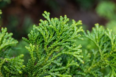 Ormandaki güzel Japon selvi yaprağı.