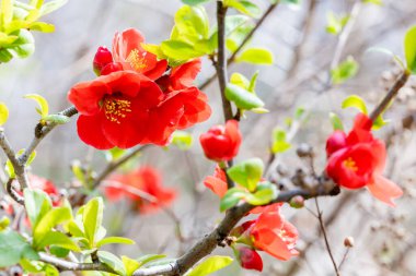 Japon ayva çiçekleri ormanda düzgünce çiçek açıyor..