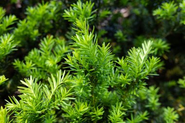 Yaz başında filizlenen Japon porsuğu filizleri..