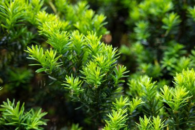 Yaz başında filizlenen Japon porsuğu filizleri..