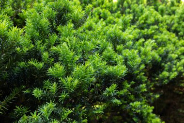 Yaz başında filizlenen Japon porsuğu filizleri..