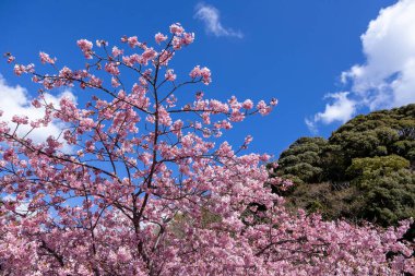 Beautiful Kawazu cherry blossoms in early spring in Japan. clipart
