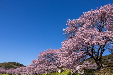 Kawazu 'nun güzel manzarası kiraz çiçekleri ve tecavüz çiçekleri ilkbaharın başlarında açar..