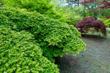 Baharda taze yeşil akçaağaç yaprakları.