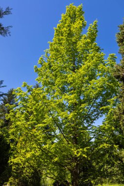 Metasequoia 'nın taze yeşili sarı-yeşil bir kule gibidir..