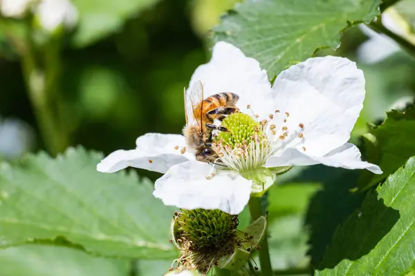 stock image Honeybee sucking nectar from a blackberry flower.