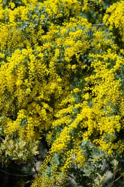 Yellow mimosa flowers that signal the arrival of spring. clipart