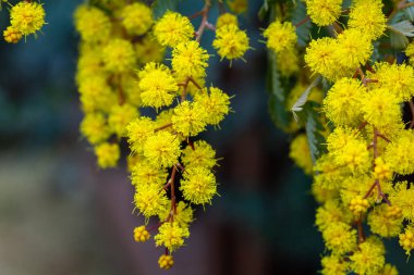 Baharın gelişini işaret eden sarı mimoza çiçeklerine yakın çekim.