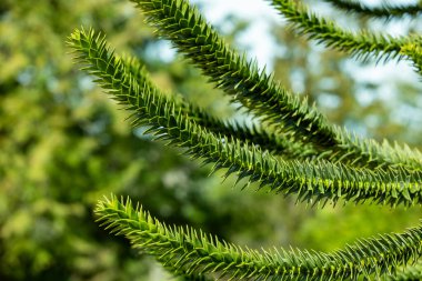Bir sürü dikenli maymun bulmaca ağacı dalı.