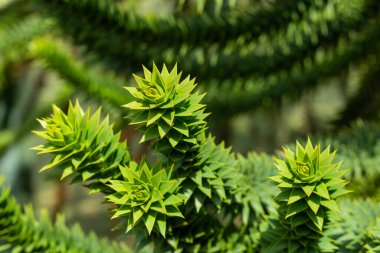 The shape of the tip of a monkey puzzle tree branch with many thorns. clipart