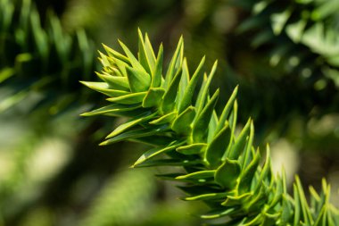 Dikenli bir yapboz dalının ucu..