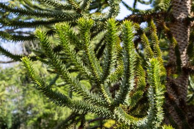 Bir sürü dikenli maymun bulmaca ağacı dalı.
