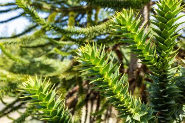 Dikenli bir yapboz dalının ucu..