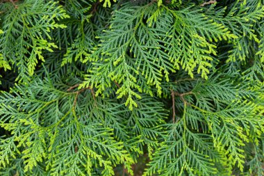 Ormanın genç yaprakları Doğulu ağaçkakanlar.