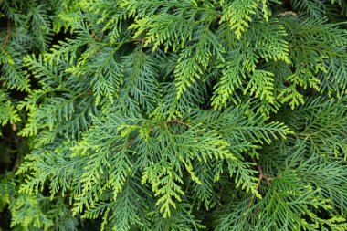 Ormanın genç yaprakları Doğulu ağaçkakanlar.