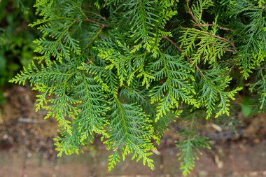 Young leaves of the forest Oriental arborvitae. clipart