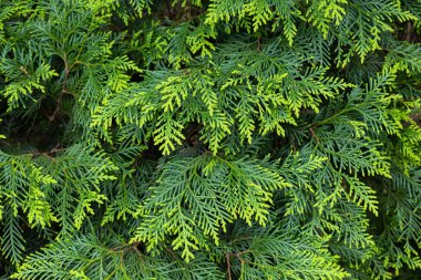 Ormanın genç yaprakları Doğulu ağaçkakanlar.