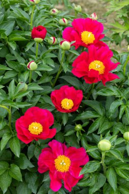 Bahçede açan güzel ve güzel kırmızı şakayıklar..