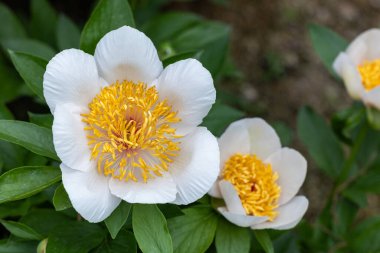 Bahçede açan güzel ve güzel beyaz şakayıklar..